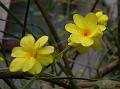 Primrose Jasmine